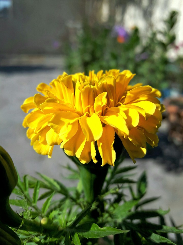sun flowers