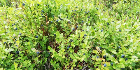 Blueberries