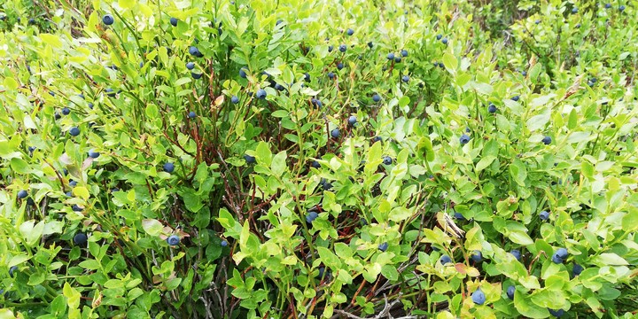 Blueberries