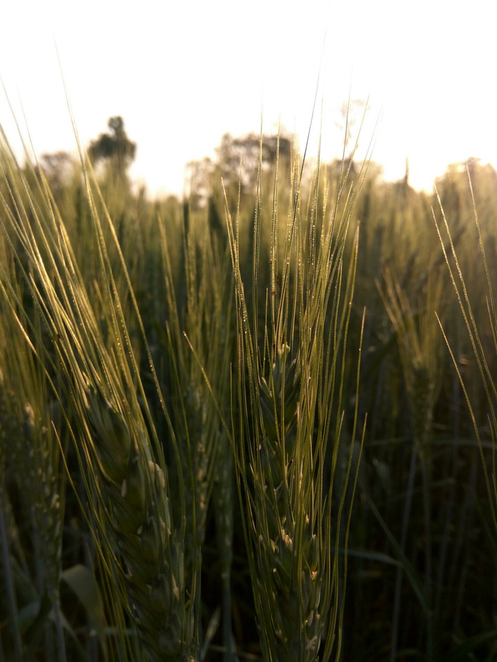 Wheat here