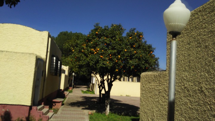 Guelma's oranges