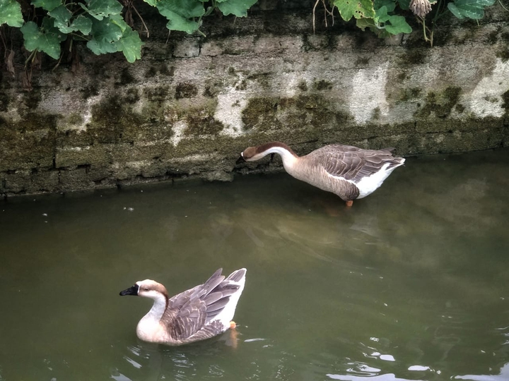 cute ducks