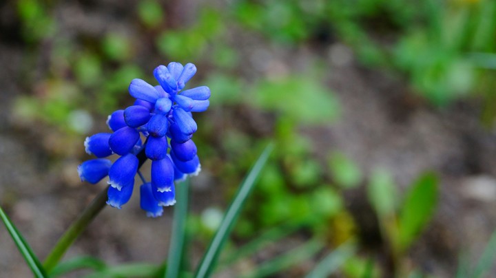 Dark blue Flower