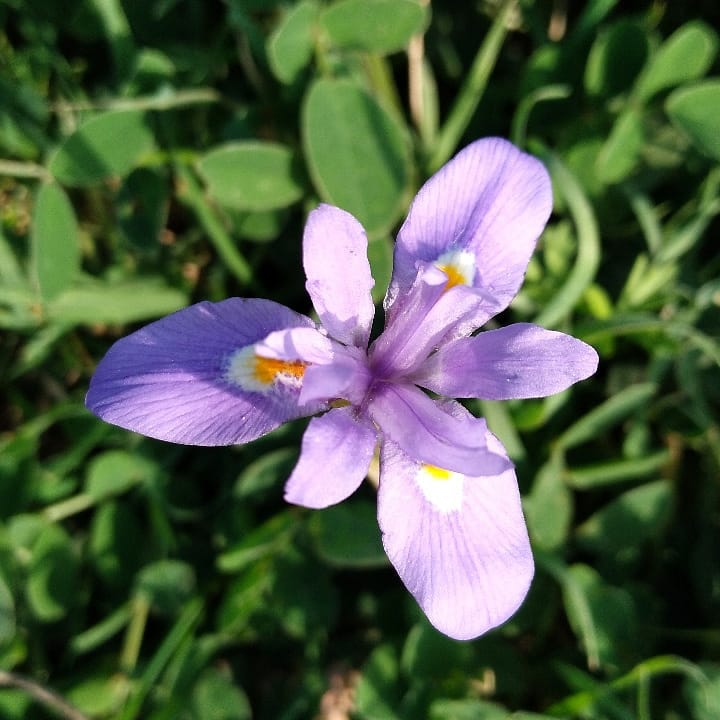 Purpl Flower