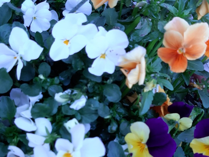 flowers
