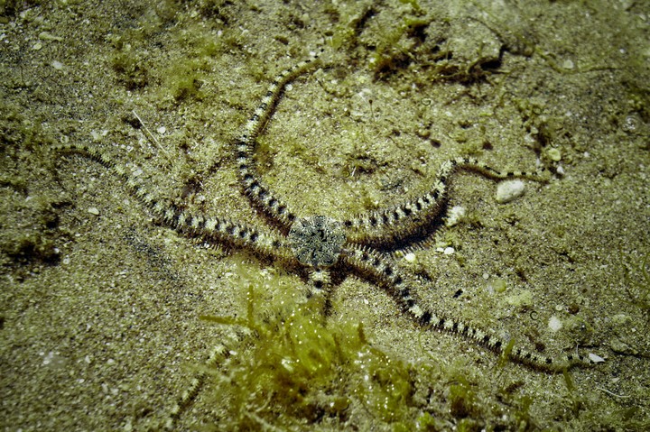 Seastar