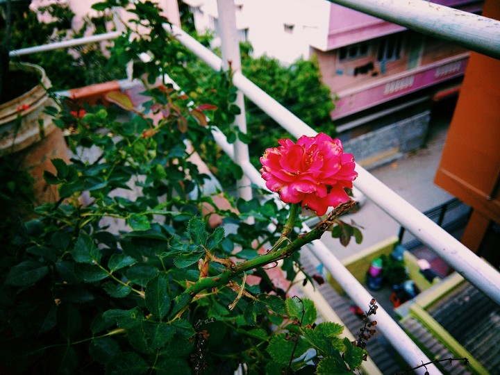 pink rose