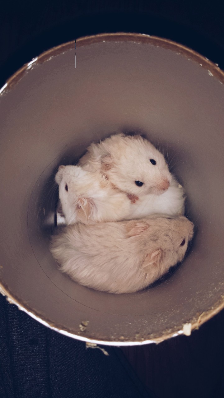 Hams