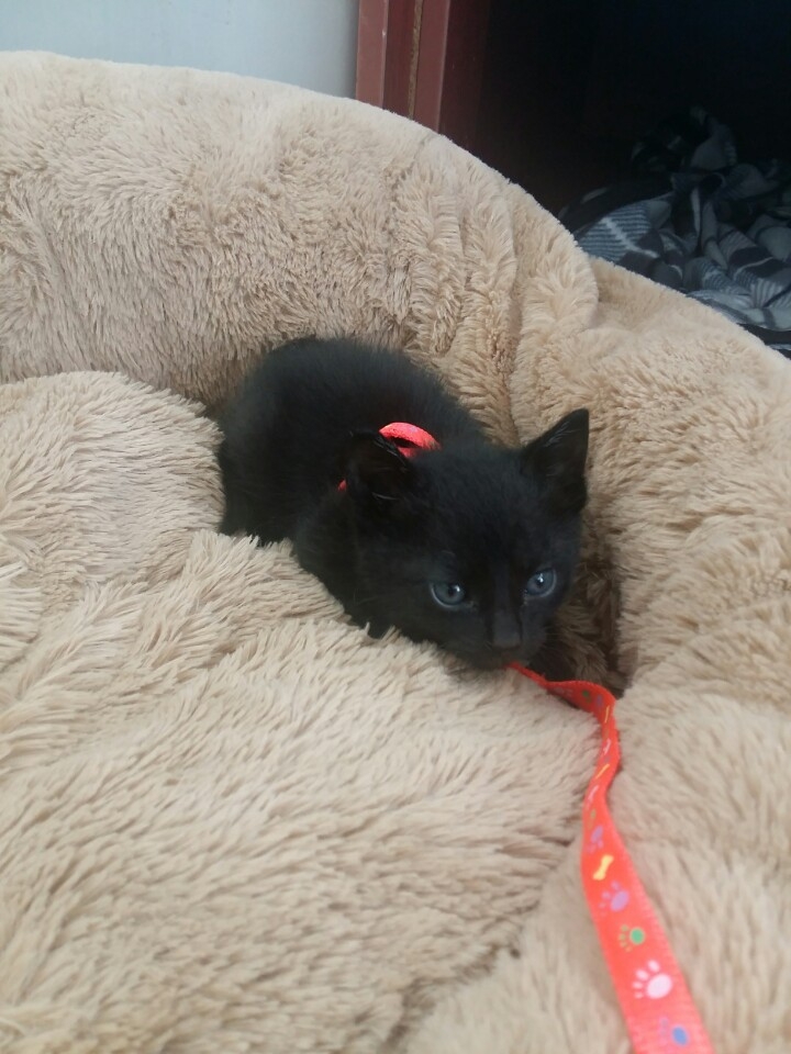 고양이