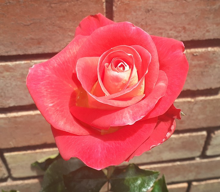 un mundo rosa