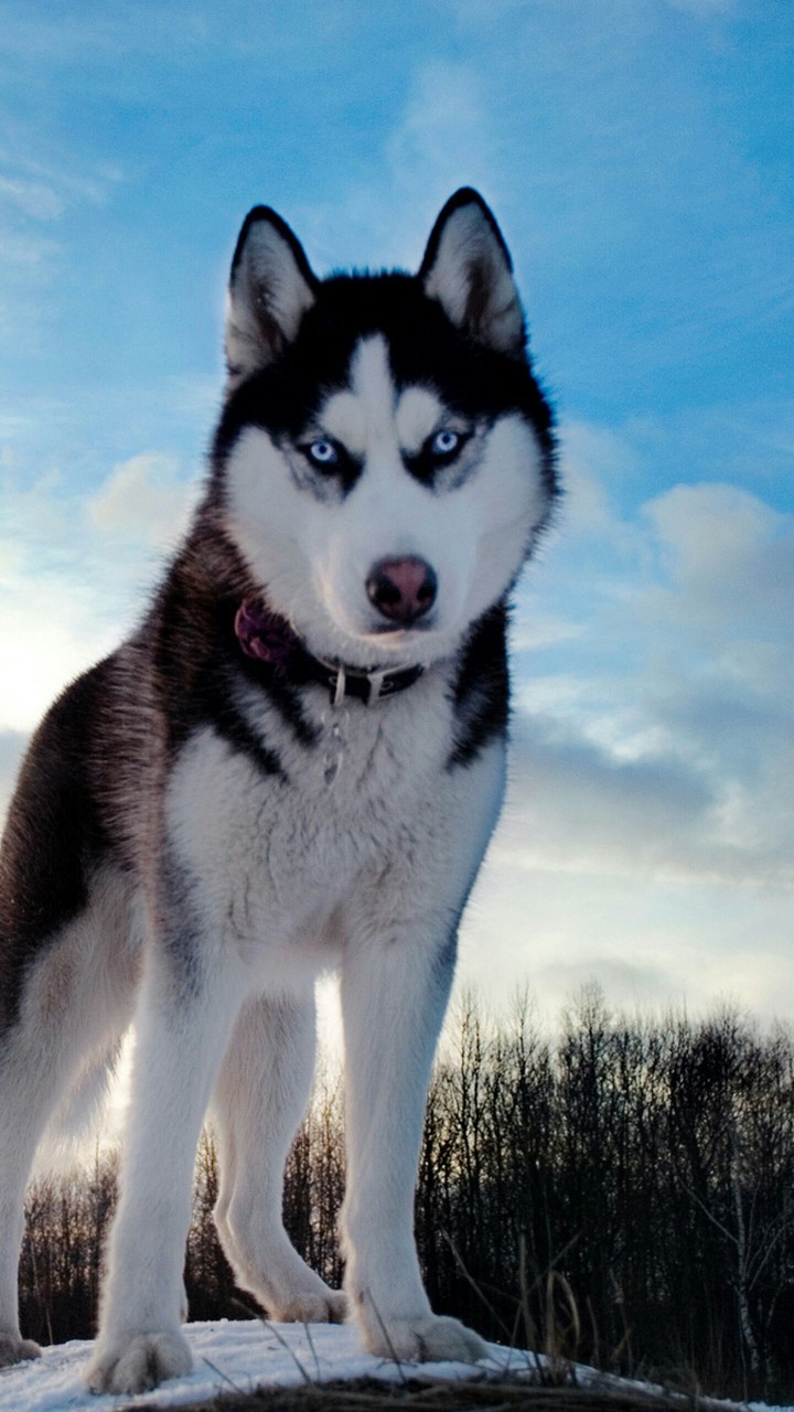 husky wolf