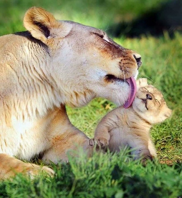 A Mother's love