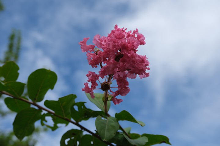 Looking to the sky