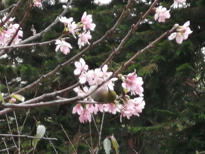 bird and sakura