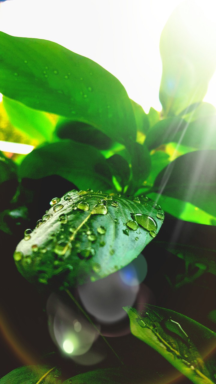 Drop on leaf