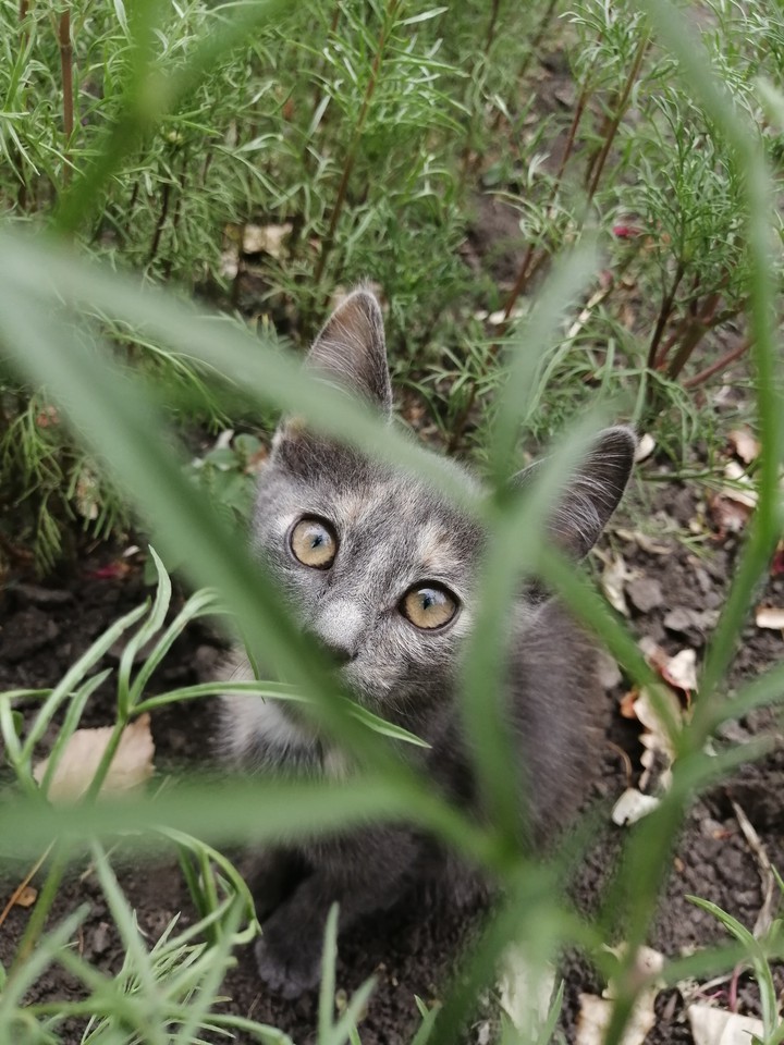 kitty