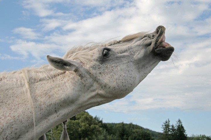 horse