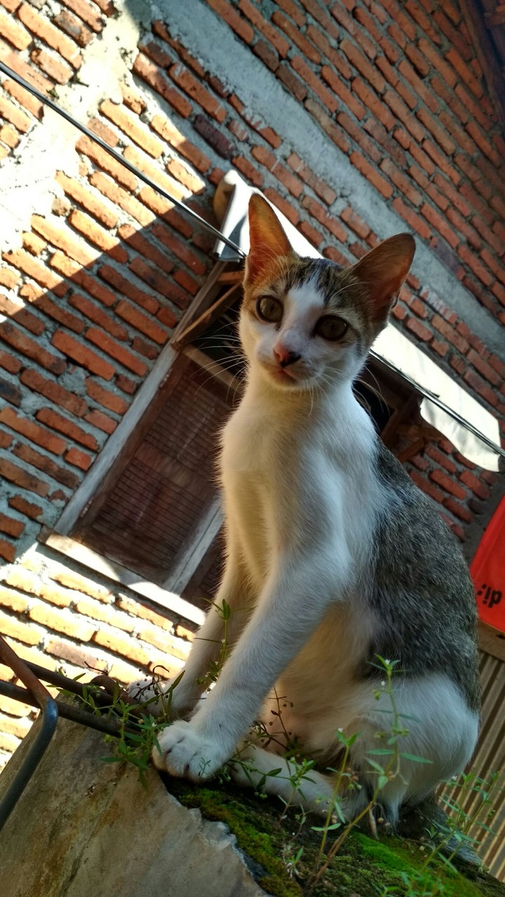 Meong