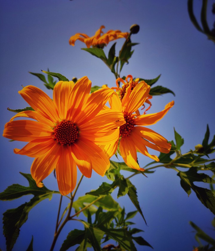 Sunflower's Love