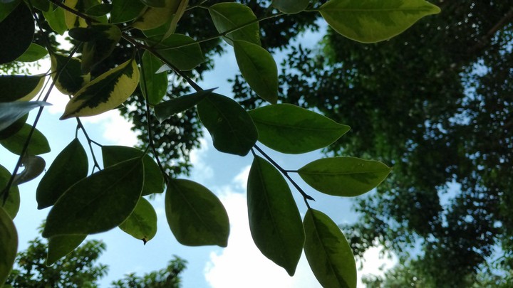 beautiful green