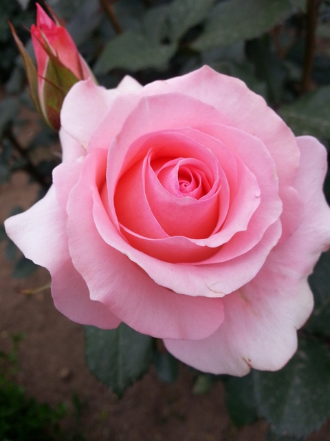 רקעים pink, grass
