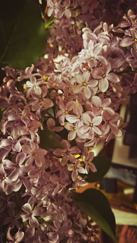 Lilac