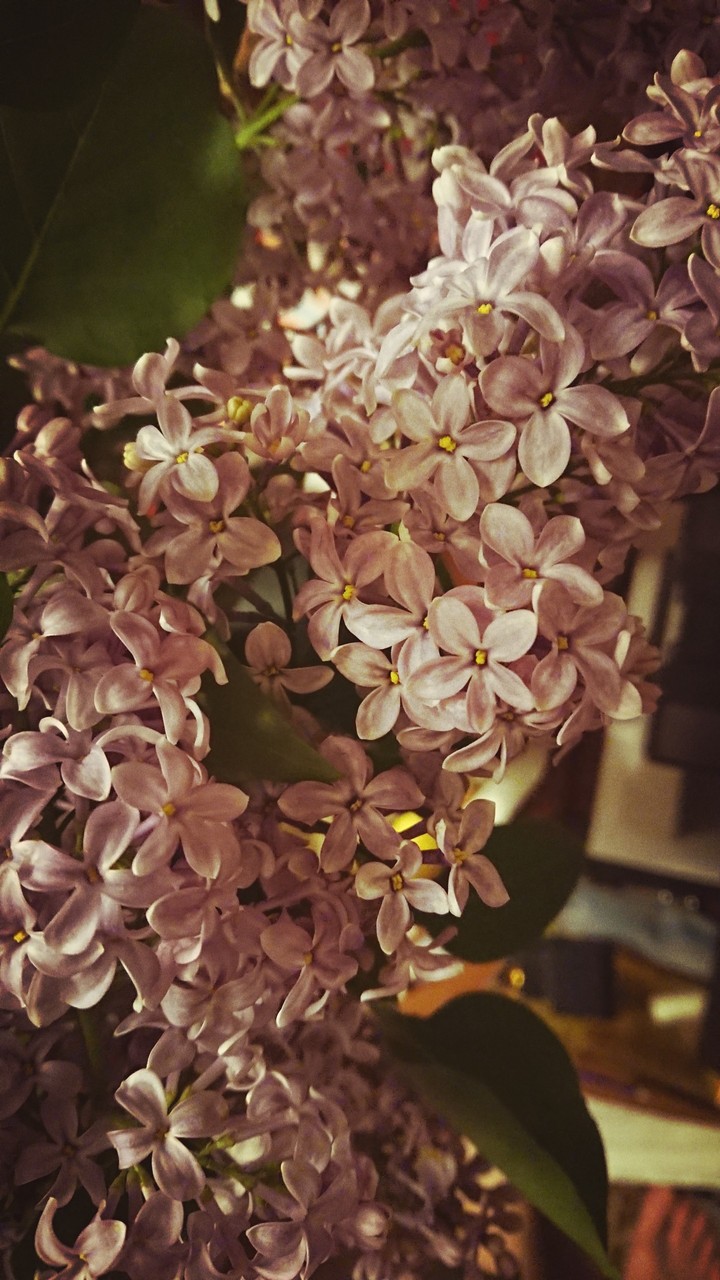 Lilac