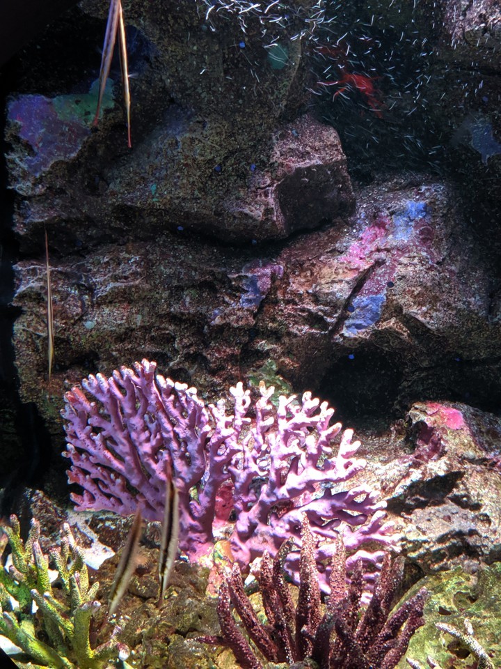 Colorful Corals!