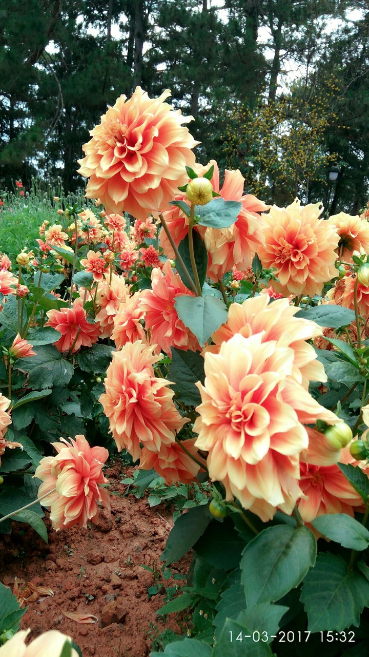 flowers
