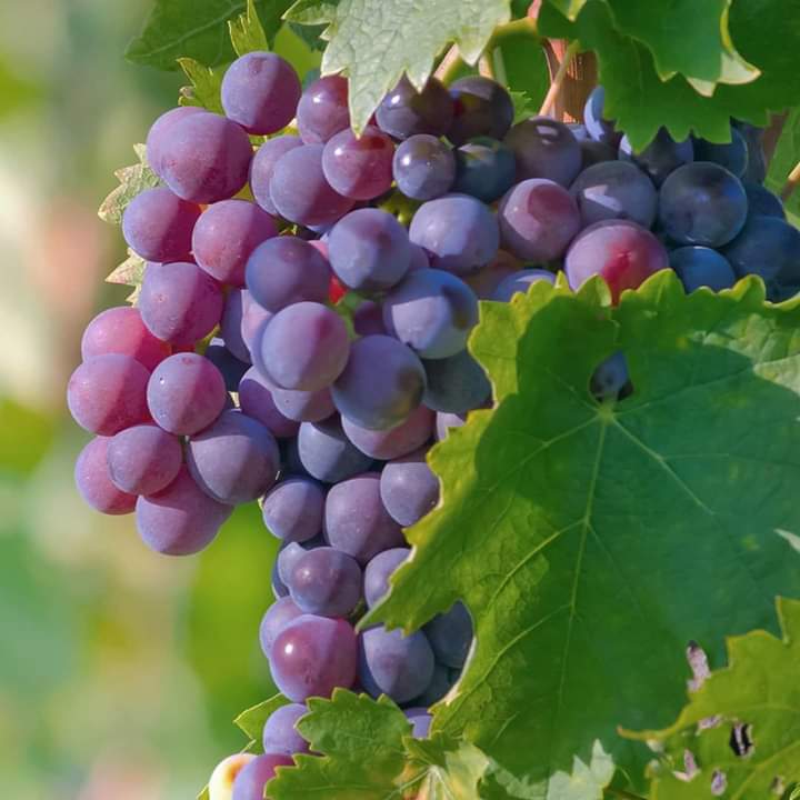 ? grapes ?