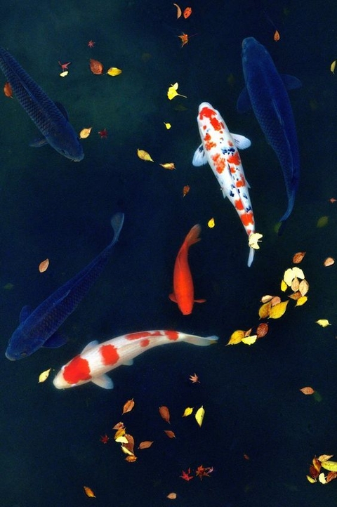 обои underwater, Fin