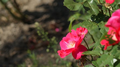 Red Flower