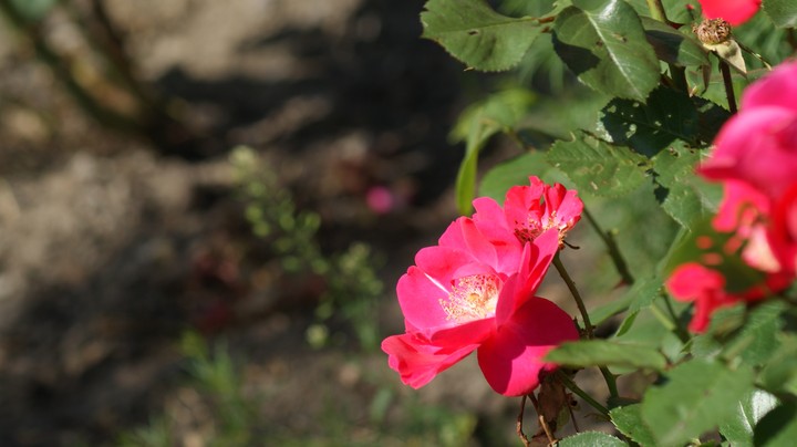 Red Flower