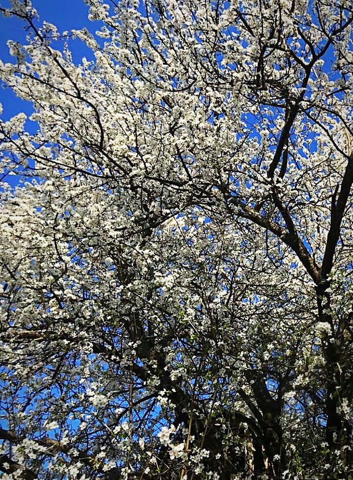 весна
