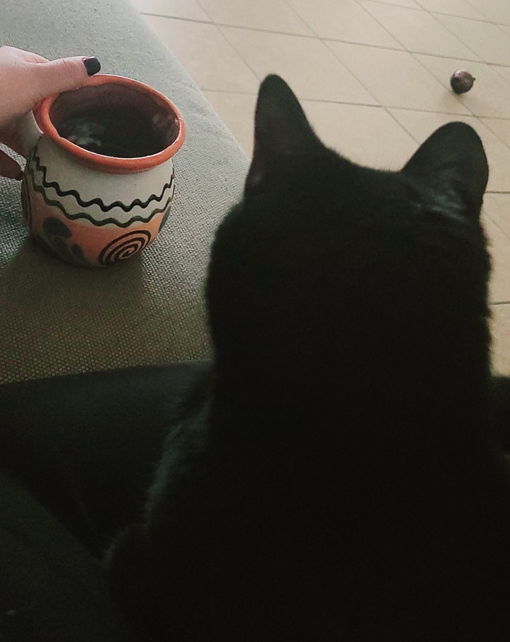 cat and coffee