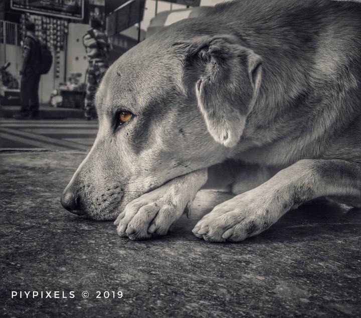 Dog