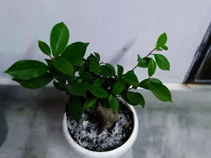 plant