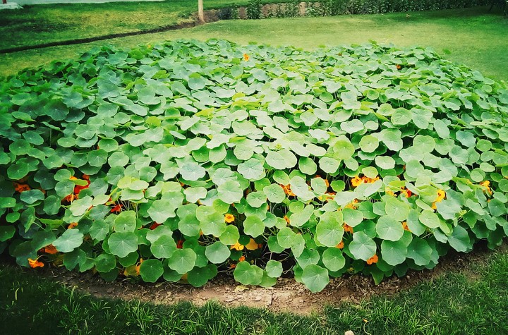nature