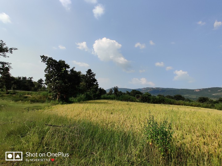 Field