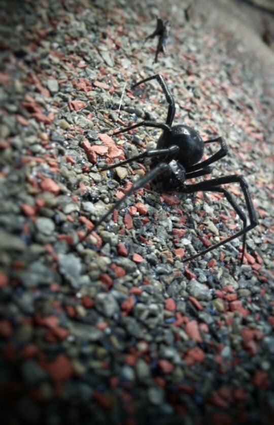 Spider