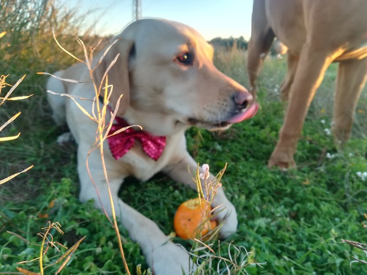 labrador