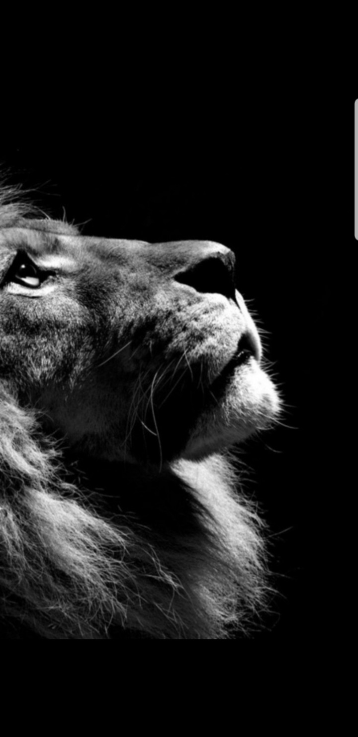 Lion B&W