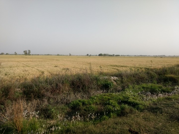 field of wheat