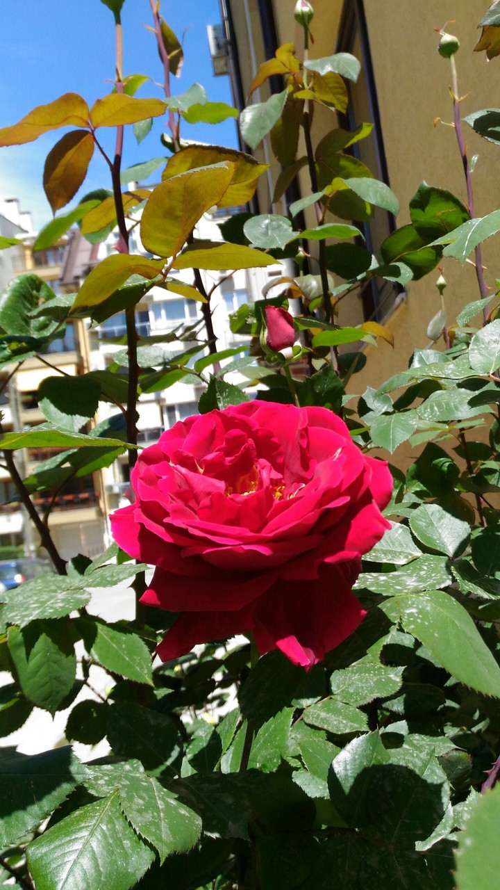 Red rose