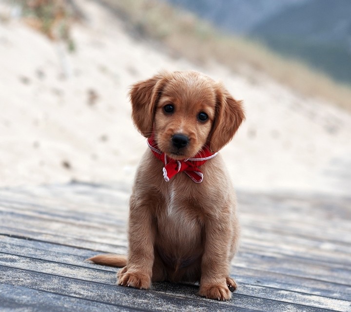 cute dog