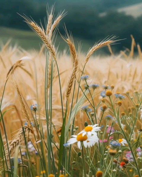 fondos de pantalla plant, flower