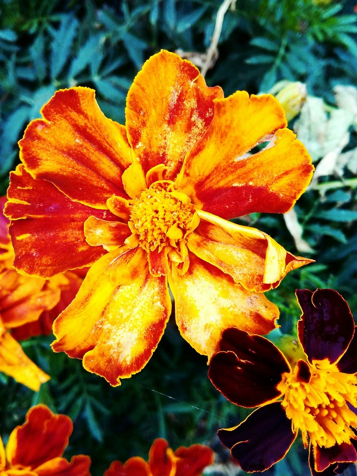 marigold