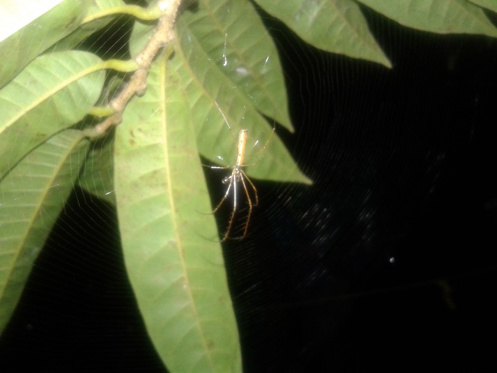 spid...r2