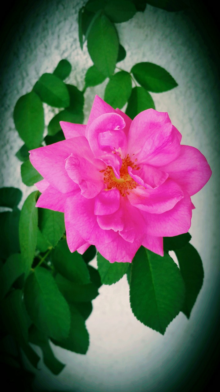 Rose Flower
