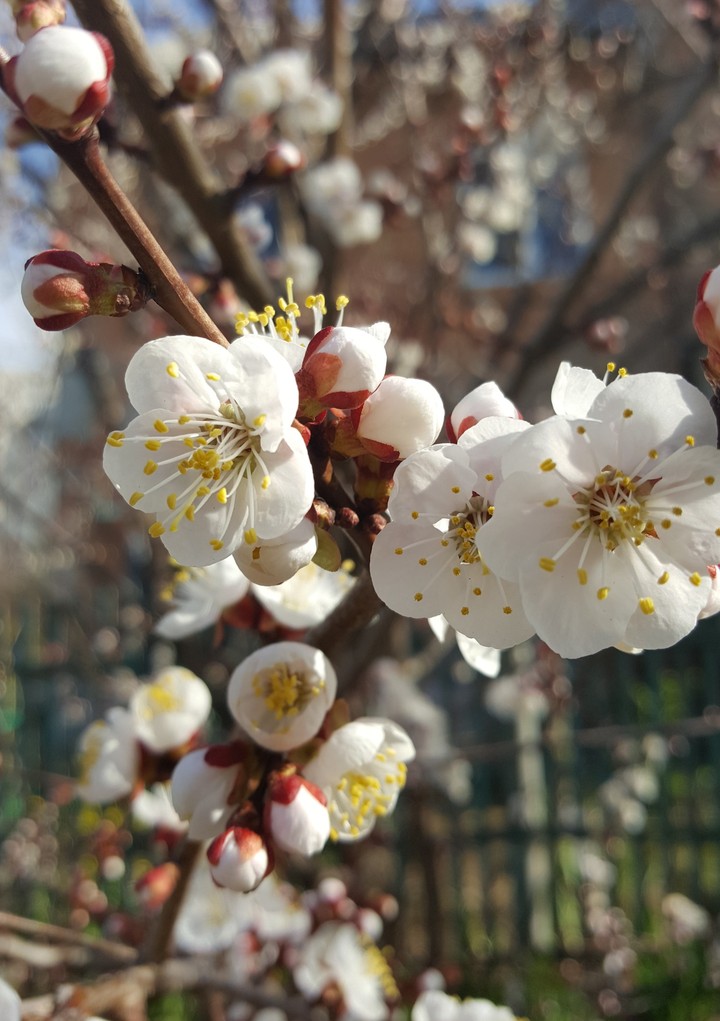 spring